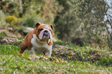 bulldog on the lawn in the forest