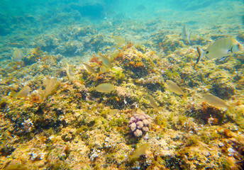 Naklejka na ściany i meble Mediterranean underwater fishes in reef
