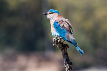 Indian Roller on tree branch 