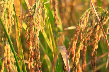 Fototapeta premium golden filed rice in sunrise and sweet light 