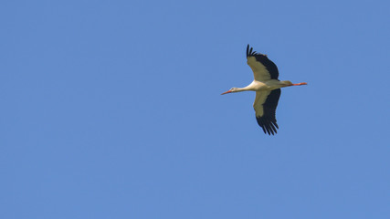Cicogna bianca in volo, nel cielo azzurro d'estate