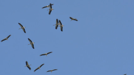 Gruppo di cicogne bianche in volo circolare
