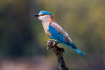 Indian Roller on tree branch 