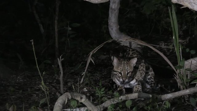 Ocelot (Leopardus pardalis) at night  under a  tree eating, Pantanal wetlands, Brazil, 