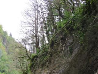 Gorge.Tree roots.