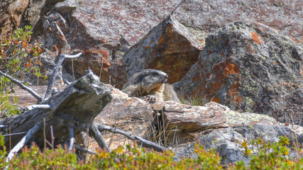Marmotta che osserva fuori dalla sua tana tra le rocce in montagna