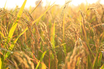 golden filed rice in sunrise and sweet light 