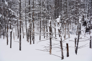 Fototapeta premium 冬の湖 美瑛町
