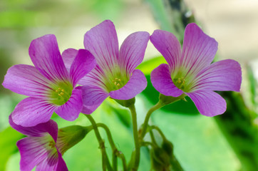  Lush spring and its colors