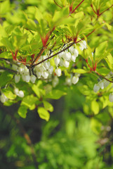 花　春　素材