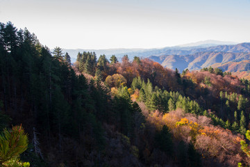 Fototapeta premium Forest landscape morning view in Frakto, Drama, Greece