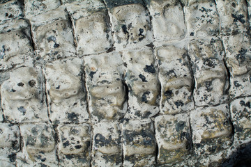 Crocodile skin texture. Shot in South Africa.