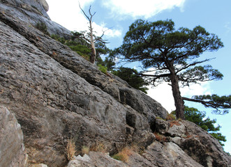 tree on the rock