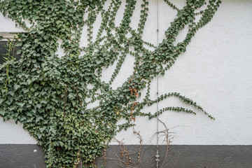 Gebäudeschäden durch Efeu