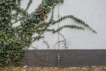 Gebäudeschäden durch Efeu