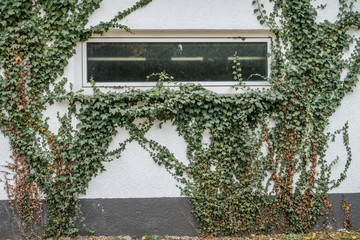 Gebäudeschäden durch Efeu