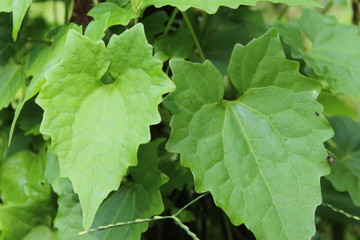 green leaves of a tree