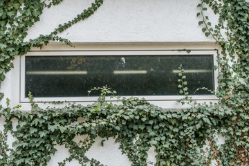 Gebäudeschäden durch Efeu