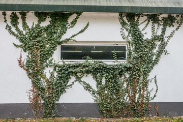 Gebäudeschäden durch Efeu