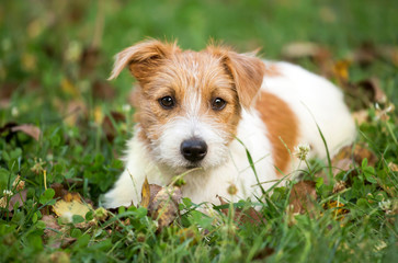 Cute happy jack russell pet dog puppy waiting in the grass