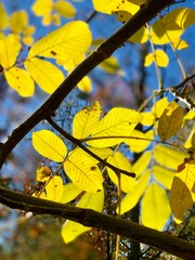 Beautiful lightning in trees in fall time