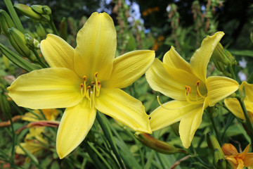Yellow daylily flowers