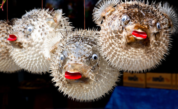 Taxidermic balloon fish for sale.