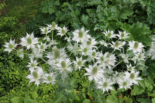 Ornamental sea holly in flower