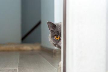 The cat looks around the corner