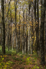 Fototapeta na wymiar Forest in the november with yellow autumn leaves