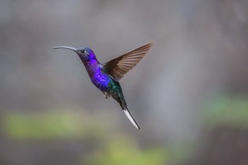 Fototapeta premium Hummingbird Costa Rica