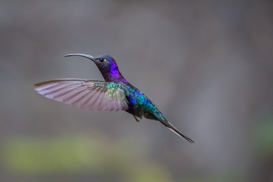 Hummingbird Costa Rica