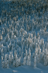 Snowy coniferous forest in the highlands. Top view. © esalienko