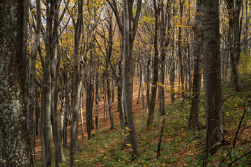 Forest in the november with yellow autumn leaves
