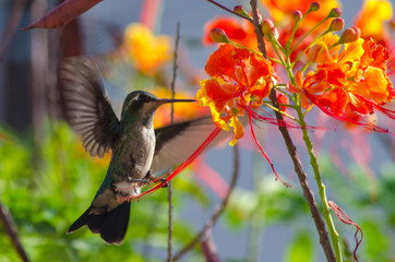  Lush spring and its colors...
