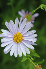 Korean aster Blue Star flower