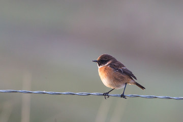 Eurasian Stonechat
