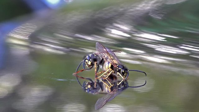 Queen wasp and male copulating on reflecting ground