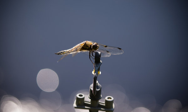 libellula controluce appoggiata su un irrigatore