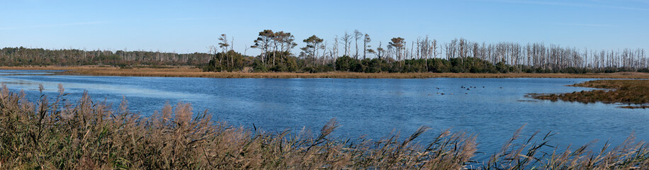 Assateague Island wetland panorama.