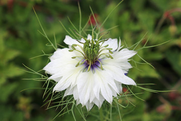 White love in a mist flower