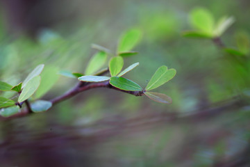 young tree leafs growup and 