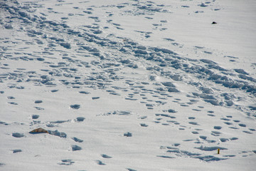 winter, snow, and footprints in the snow