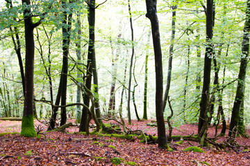Fototapeta premium Forest scenery of the Palatinate Forest in Germany with many leaves on the ground and moss. Concept of deforestation and famous hiking area as well as used for mountain biking