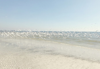 Flock of birds on a beach in Florida