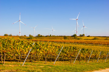 Scenic wind turbines with vineyards in the foreground on a sunny day with blue sky in autumn....