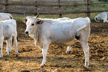 Fototapeta premium Alberese (Gr), Italy, cows in the Maremma Regional Park