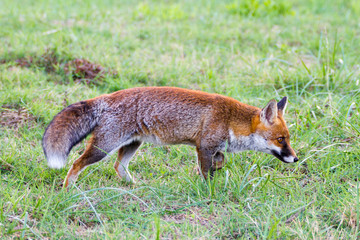 Naklejka na ściany i meble Alberese (Gr), Italy, fox in the Maremma regional park, Italy