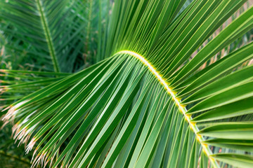 Obraz na płótnie Canvas Close-up view of fresh green palm tree leaf. Selective focus.