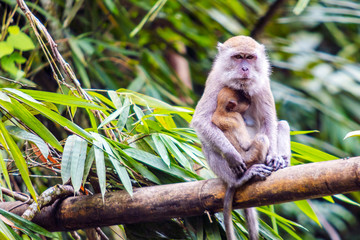 Long-tailed macaque with baby